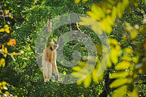 common gibbon or white-handed gibbon on tree