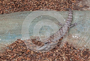 Common gigantic lizard Tiliqua scincoides of plate-tailed lizard