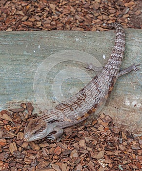 Common gigantic lizard Tiliqua scincoides of plate-tailed lizard