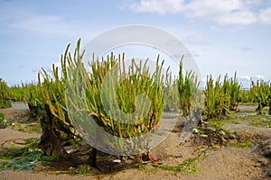 Common glasswort