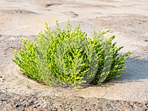 Common glasswort plant, Salicornia europaea, growing in sand of