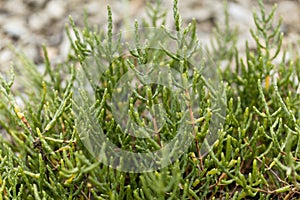 Common glasswort Salicornia europaea