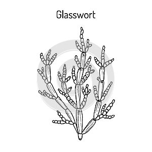 Common glasswort Salicornia europaea , medicinal plant