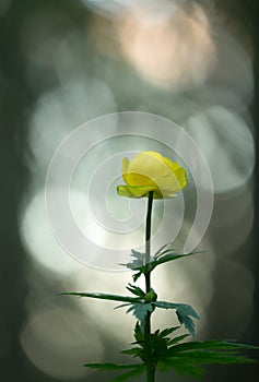 Common globeflower, Trollius europaeus