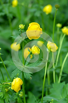 Common globeflower, Trollius europaeus