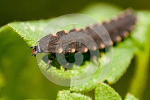 Common glow-worm beetle on a green leaf. Glow worm natural environment. Female glowworm is a common lightning bug will not flying.