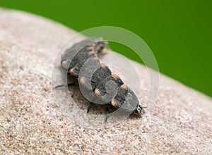 Common glow-worm, Lampyris noctiluca larva on rock