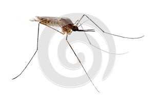 Common gnat, Culex pipien, in front of white photo