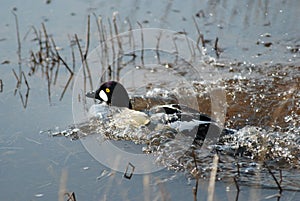 The Common goÌgol`  Bucephala clangula is a beautiful bird floating on the lake on a spring day.