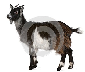 Common Goat from the West of France