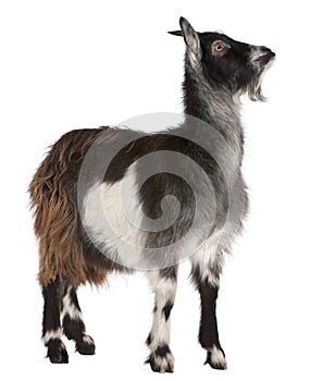 Common Goat from the West of France