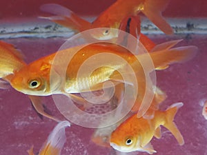 common gold fish