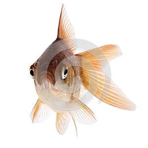 Common Gold fish looks at you