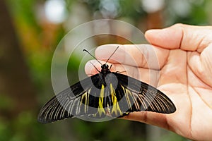 Common Golden Bird-wing butterfly hanging on hand