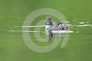 Common goldeneye