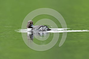 Common goldeneye