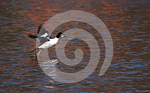 Common goldeneye