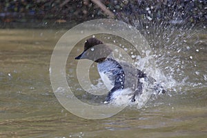 Common Goldeneye