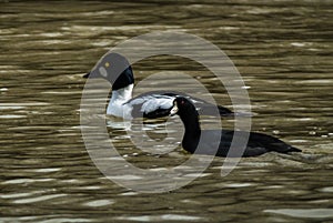 Common Goldeneye and American Coot
