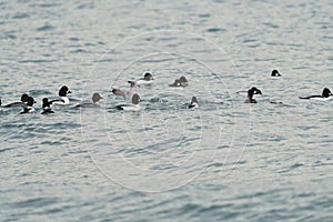 Common goldeneye and barrow`s goldeneye swimming and feeding in the sea