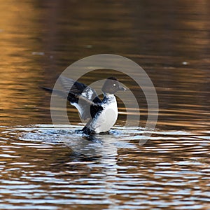 Common Goldeneye, Bucephala clangula