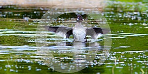 Common Goldeneye, Bucephala clangula