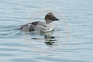 Common Goldeneye - Bucephala clangula