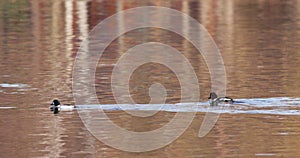 The common goldeneye - Bucephala clangula.