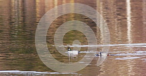 The common goldeneye - Bucephala clangula.