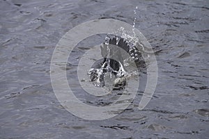 Common Goldeneye (Bucephala clangula) diver