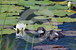 Common goldeneye Bucephala clangula duckling and white water lily flowe