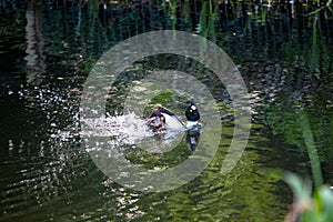 Common Goldeneye (Bucephala clangula) spotted on water