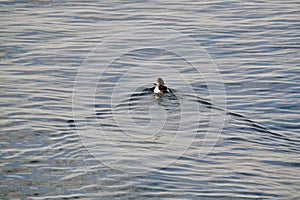 Common goldeneye (Bucephala clangula) swimming away from shoreline