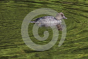 Common Goldeneye (Bucephala clangula) young bird