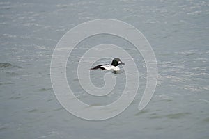 Common goldeneye feeding in the sea bay