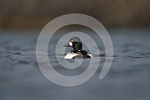 Common goldeneye feeding in the sea bay