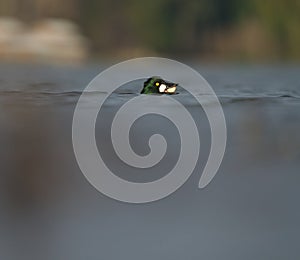 Common goldeneye feeding in the sea bay