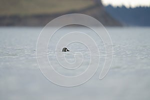 Common goldeneye feeding in the sea bay