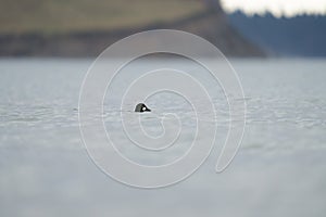Common goldeneye feeding in the sea bay photo