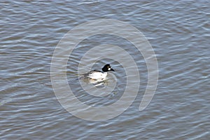 Common Goldeneye on a Lake