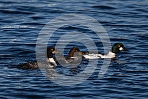 Common Goldeneye in the Puget Sound