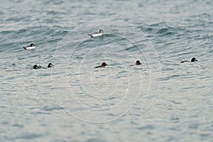 Common goldeneye swimming and feeding in the sea