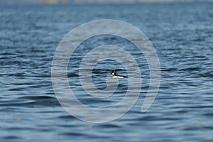 Common goldeneye swimming in the sea bay