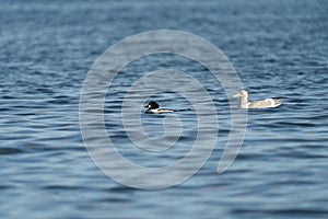 Common goldeneye swimming in the sea bay