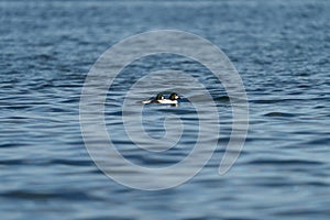 Common goldeneye swimming in the sea bay