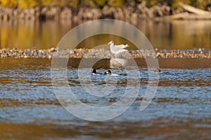 Common goldeneye swimming in the sea bay