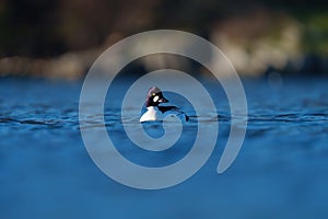 Common goldeneye swimming in the sea bay