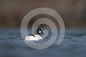 Common goldeneye swimming in the sea bay