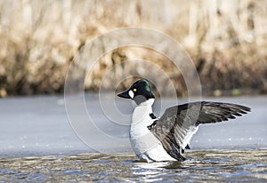 Common Goldeneye waving wings next to icecap in spring time