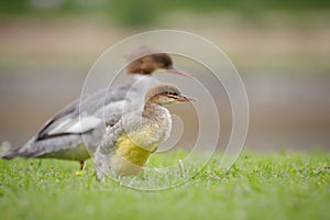 Common goosander chick